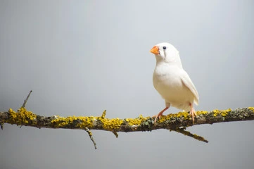 White Zebra Finch Bird