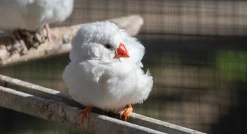 White Zebra Finch Bird