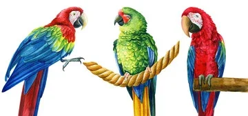 parrot drawing