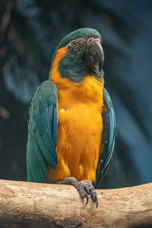 Types of Large Parrots