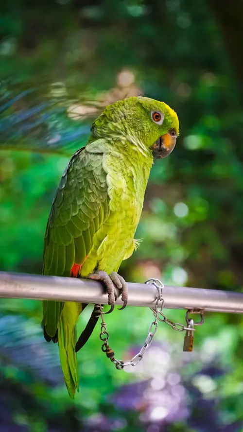 Amazon Parrot for Sale
