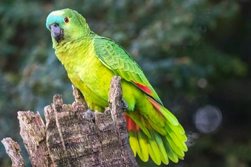 Amazon Parrot for Sale