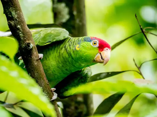 Amazon Parrot for Sale