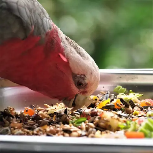Best Bird Food