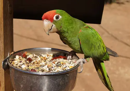 Best Bird Food