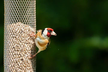 Best Bird Food for Finches