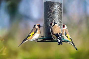 Best Bird Food for Finches