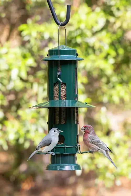 Best Bird Food for Finches