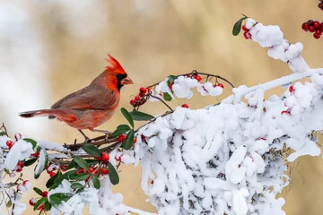 Best Bird Food for Winter: Proven Joyful Energy Foods
