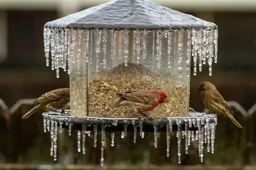 Best Bird Food for Winter