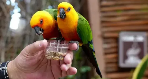 Best Price Bird Food