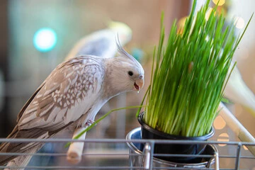 Best Price Bird Food 