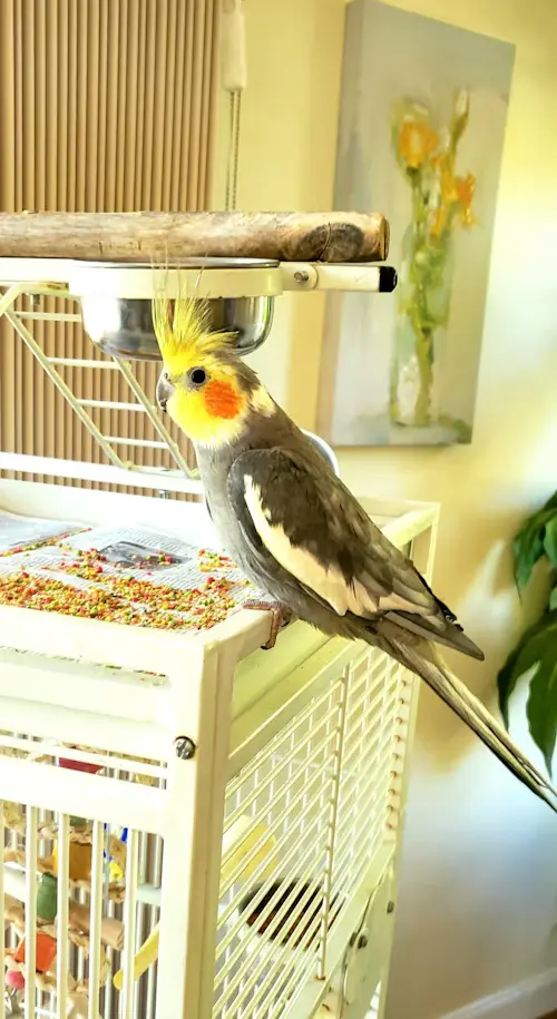 Best Price Bird Food 