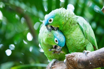 Blue Fronted Amazon Parrot For Sale
