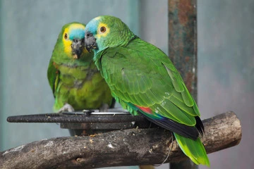 Blue Fronted Amazon Parrot For Sale
