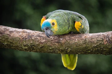Blue Fronted Amazon Parrot For Sale