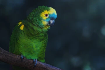 Blue Fronted Amazon Parrot For Sale
