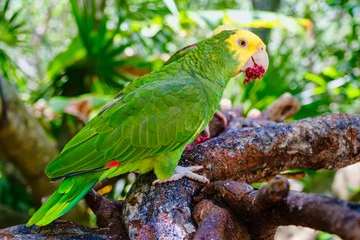 Double Yellow Headed Amazon Parrot for Sale