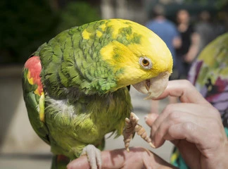 Double Yellow Headed Amazon Parrot for Sale