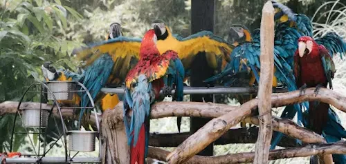 Jungle Island Parrot Jungle