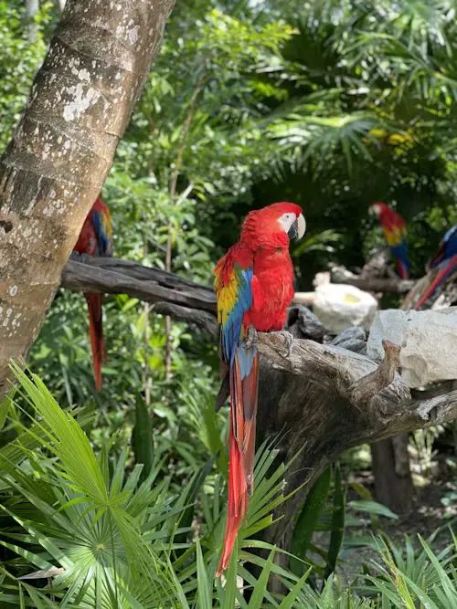 Jungle Island Parrot Jungle