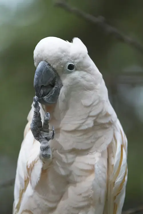Kakadu Parrot for Sale