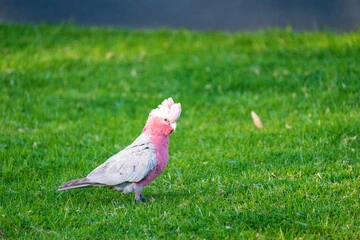Kakadu Parrot for Sale
