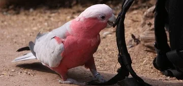Kakadu Parrot for Sale