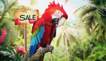 Macaw Parrot for Sale