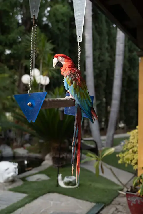 Macaw Parrot for Sale