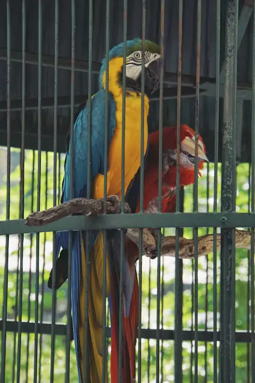 Second Hand Parrot Cages for Sale