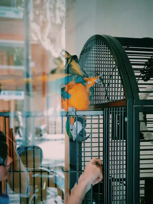 Second Hand Parrot Cages for Sale