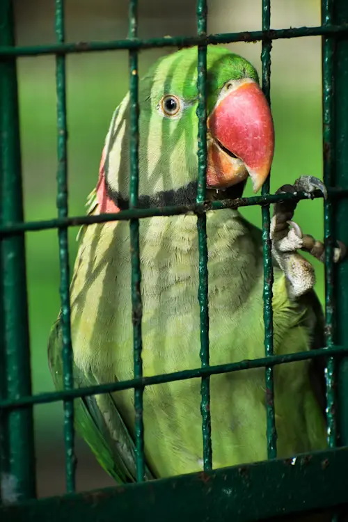 Second Hand Parrot Cages for Sale