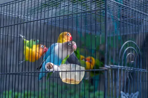 Second Hand Parrot Cages for Sale