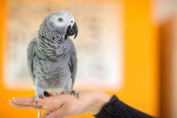 Talking African Grey Parrot Price