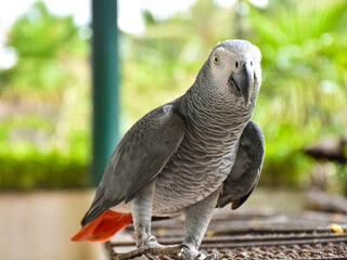 Talking African Grey Parrot Price