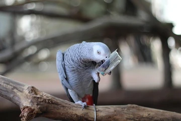 Talking African Grey Parrot Price