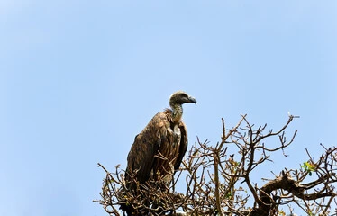 The Biggest Flying Bird in the World