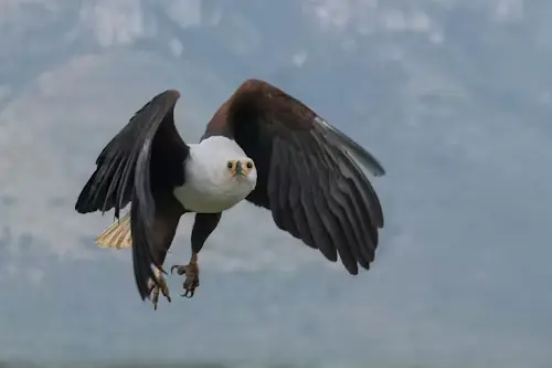 The Biggest Flying Bird in the World: A Fascinating Journey Through the Skies