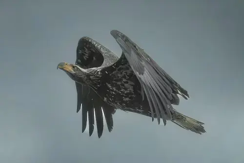 The Biggest Flying Bird in the World