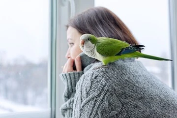 Where Do Parrot Go In The Winter