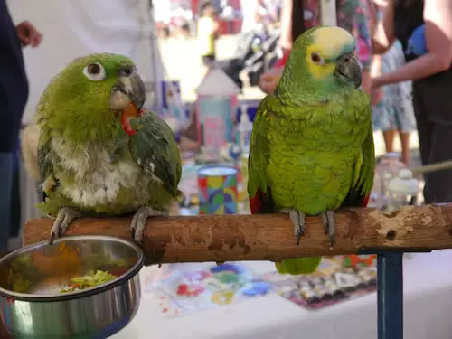 Where to Buy Bird Food