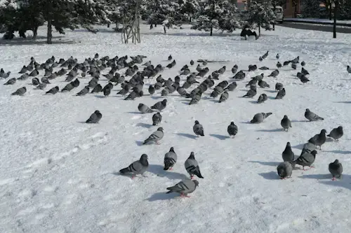 Are Birds Cold Blooded