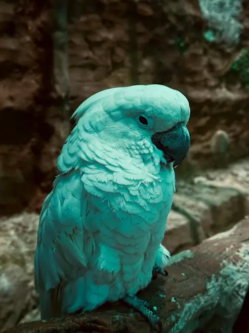 Are Birds Cold Blooded