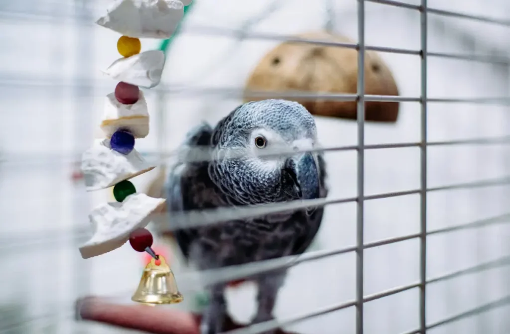 Bird Treats