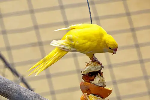 Bird Treats