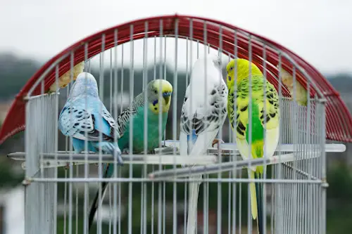 Budgie Bird Cage