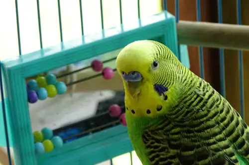 Budgie Bird Cage