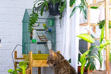 Budgie Bird Cage