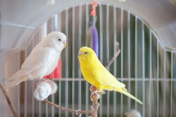 Budgie Bird Colors